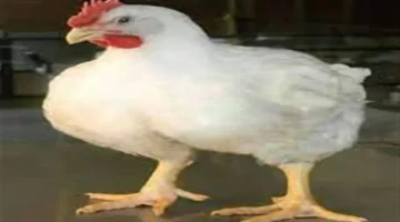 سعرت بـ 105 جنيهات.. تحديث جديد في أسعار الفراخ البيضاء بالأسواق قبل رمضان